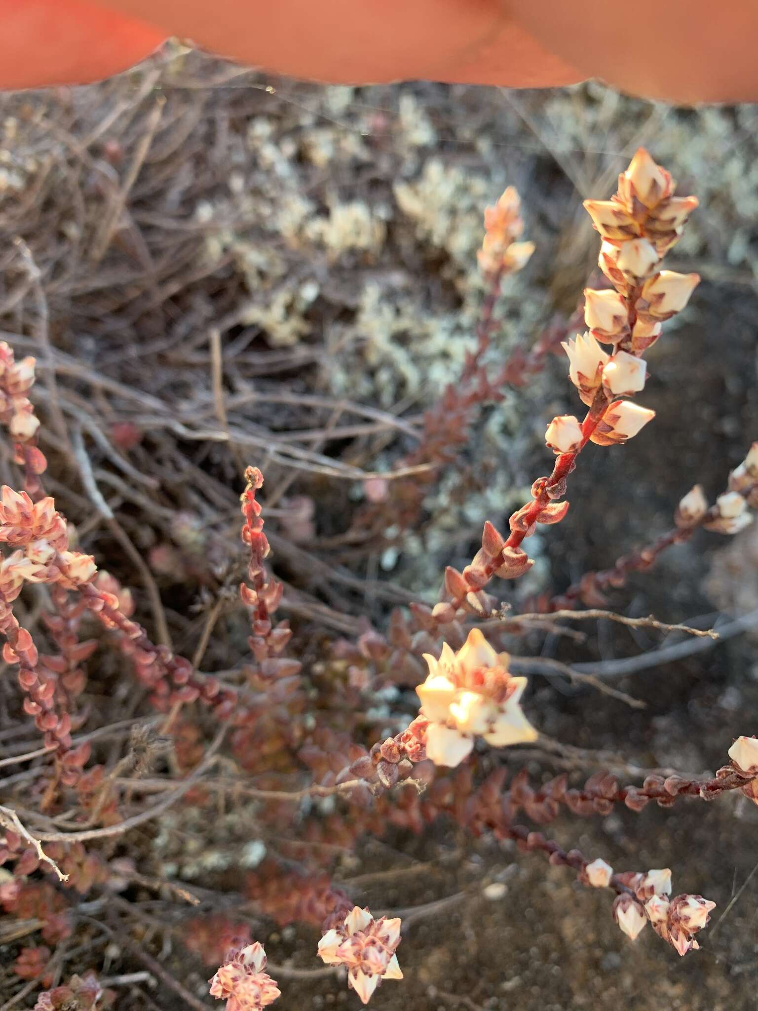 Image of Villadia albiflora (Hemsl.) Rose