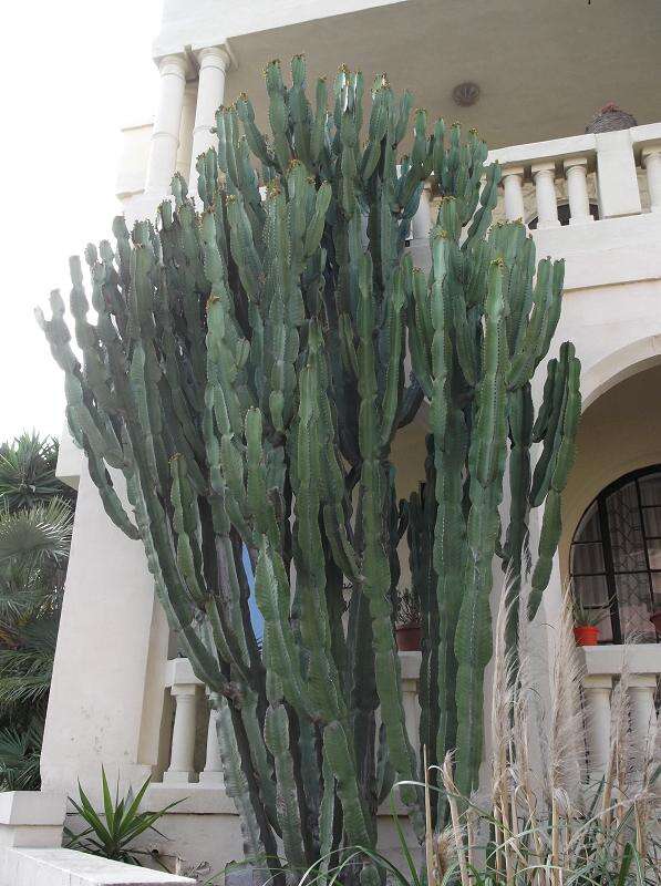 Imagem de Euphorbia ingens E. Mey. ex Boiss.