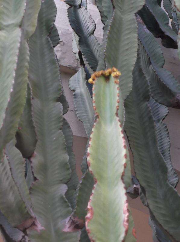 Imagem de Euphorbia ingens E. Mey. ex Boiss.