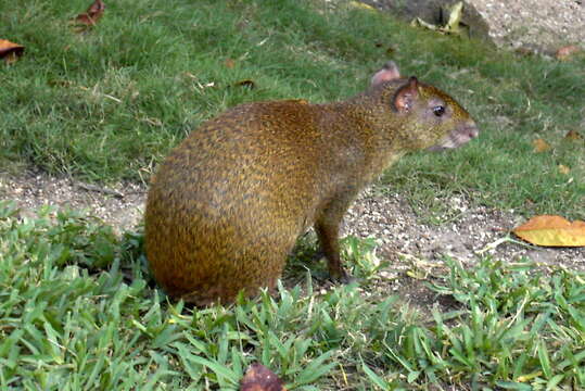 Image of Central American Agouti