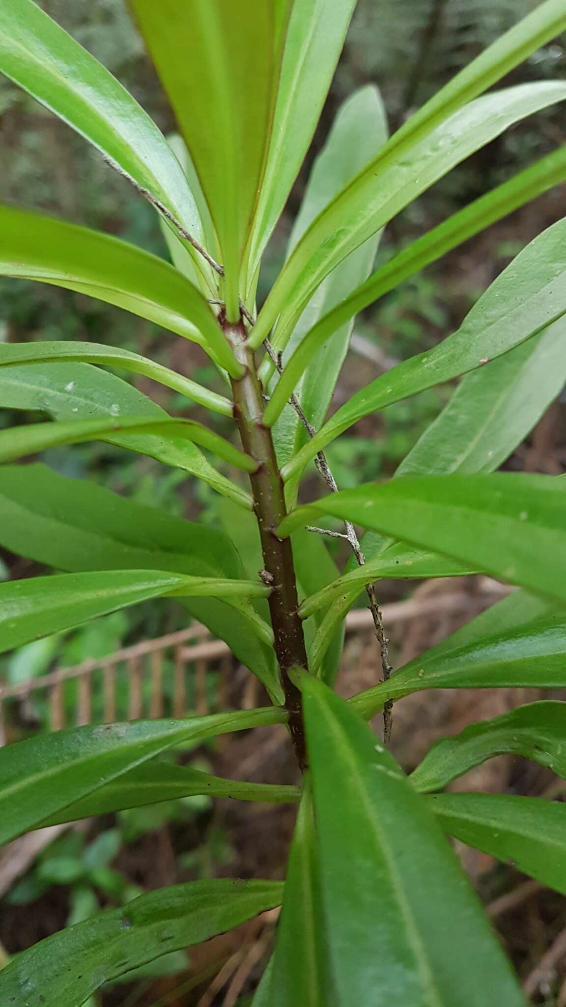 Image de Urostemon kirkii var. angustior (Allan) B. Nord.