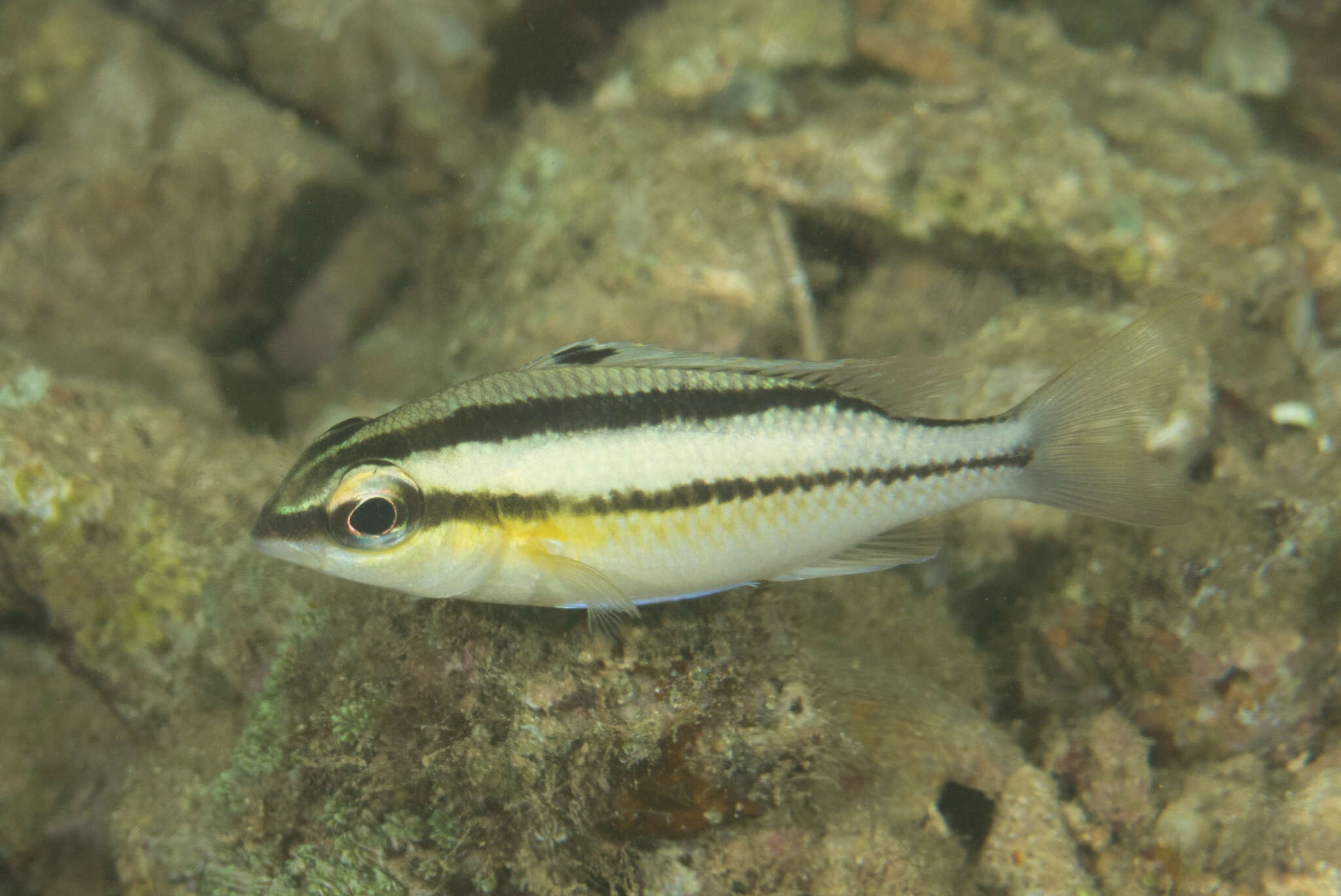 Image of Pearly monocle bream