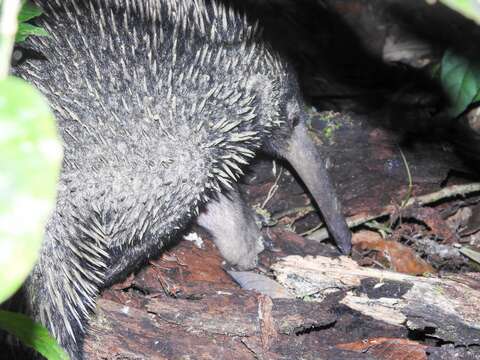 Image of Long-nosed Echidna