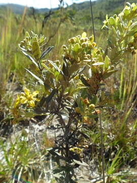 Image of Tetrapterys microphylla (A. Juss.) Nied.