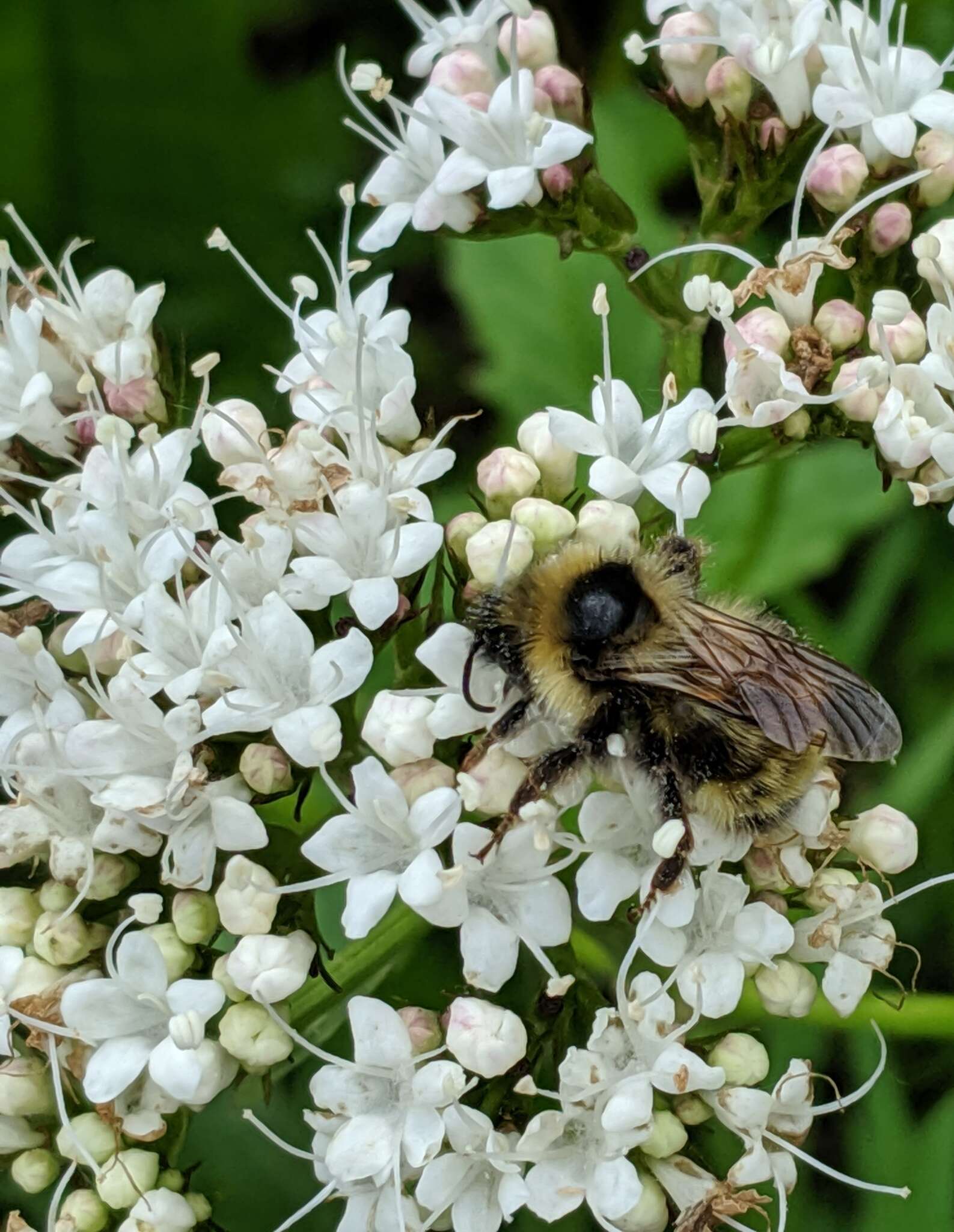 Image of <i>Bombus <i>flavidus</i></i> flavidus