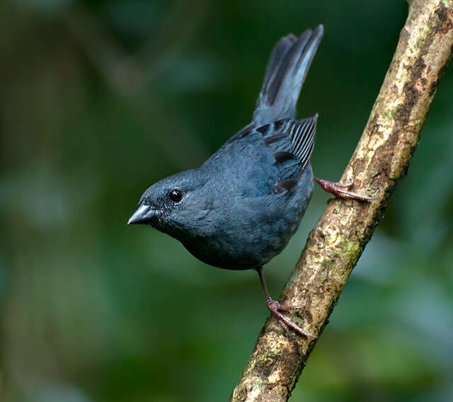 Image of Uniform Finch