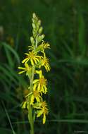 Image of Ligularia sibirica (L.) Cass.