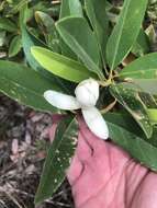 Image of Magnolia virginiana var. australis Sarg.