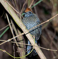 Image of Tufted Antshrike