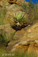 صورة Aloe viridiflora Reynolds