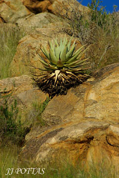 Image of Aloe viridiflora Reynolds