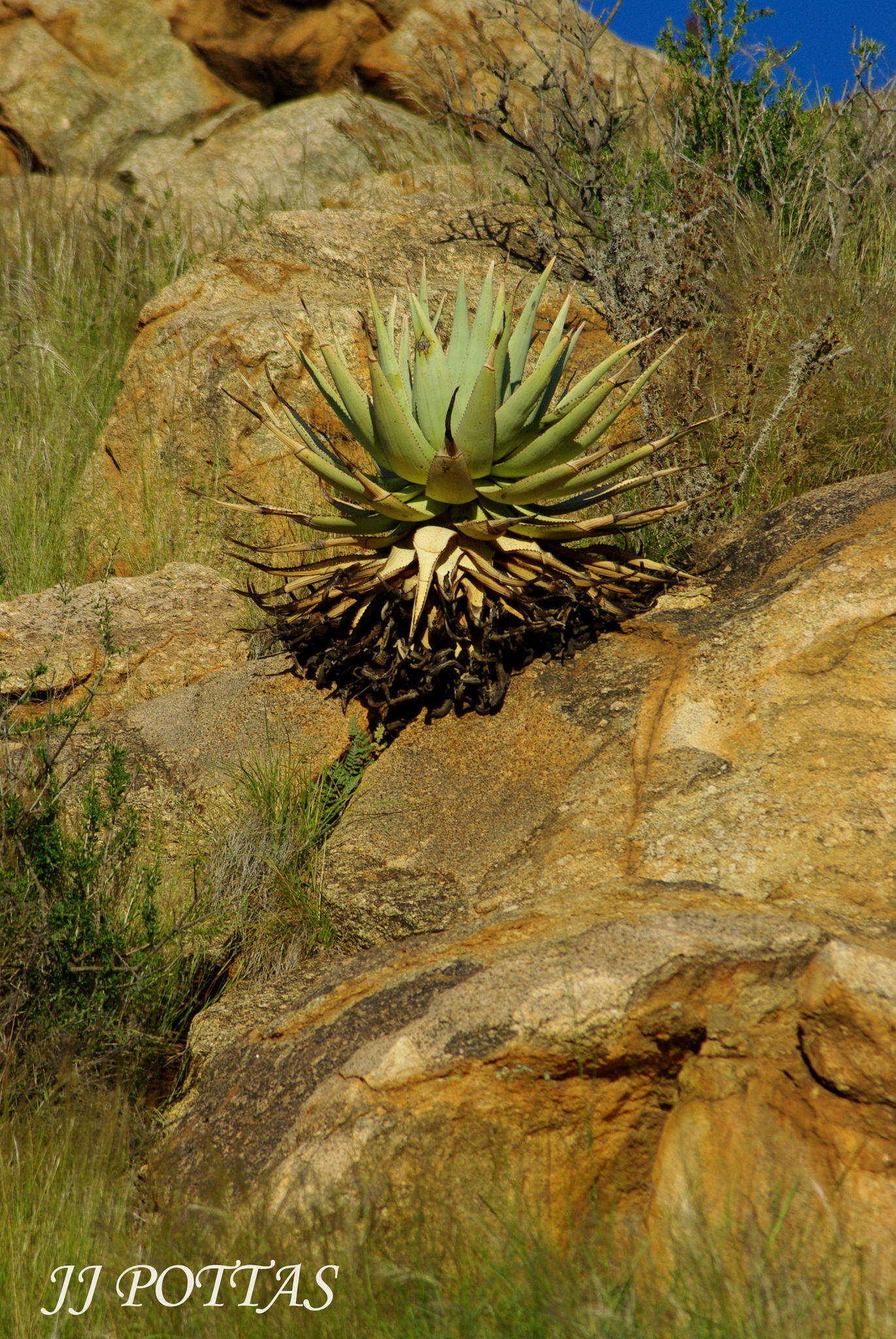 Aloe viridiflora Reynolds resmi