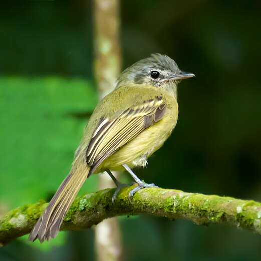 Image of Yellow-olive Flatbill