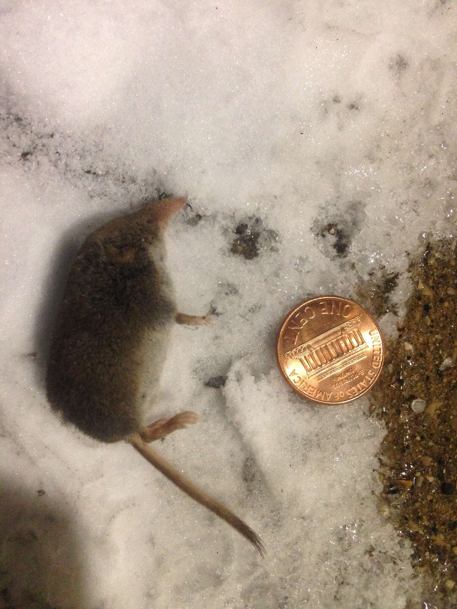 Image of American Pygmy Shrew