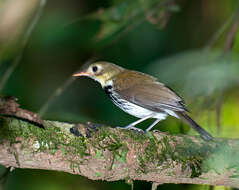 Imagem de Corythopis delalandi (Lesson & R 1831)