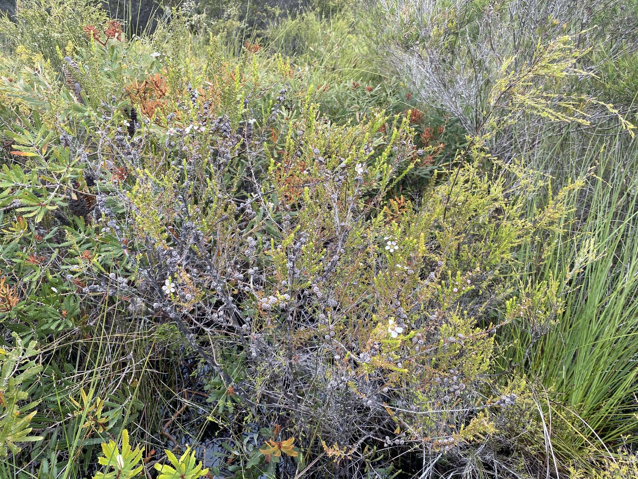 Sivun Leptospermum liversidgei R. T. Baker & H. G. Smith kuva