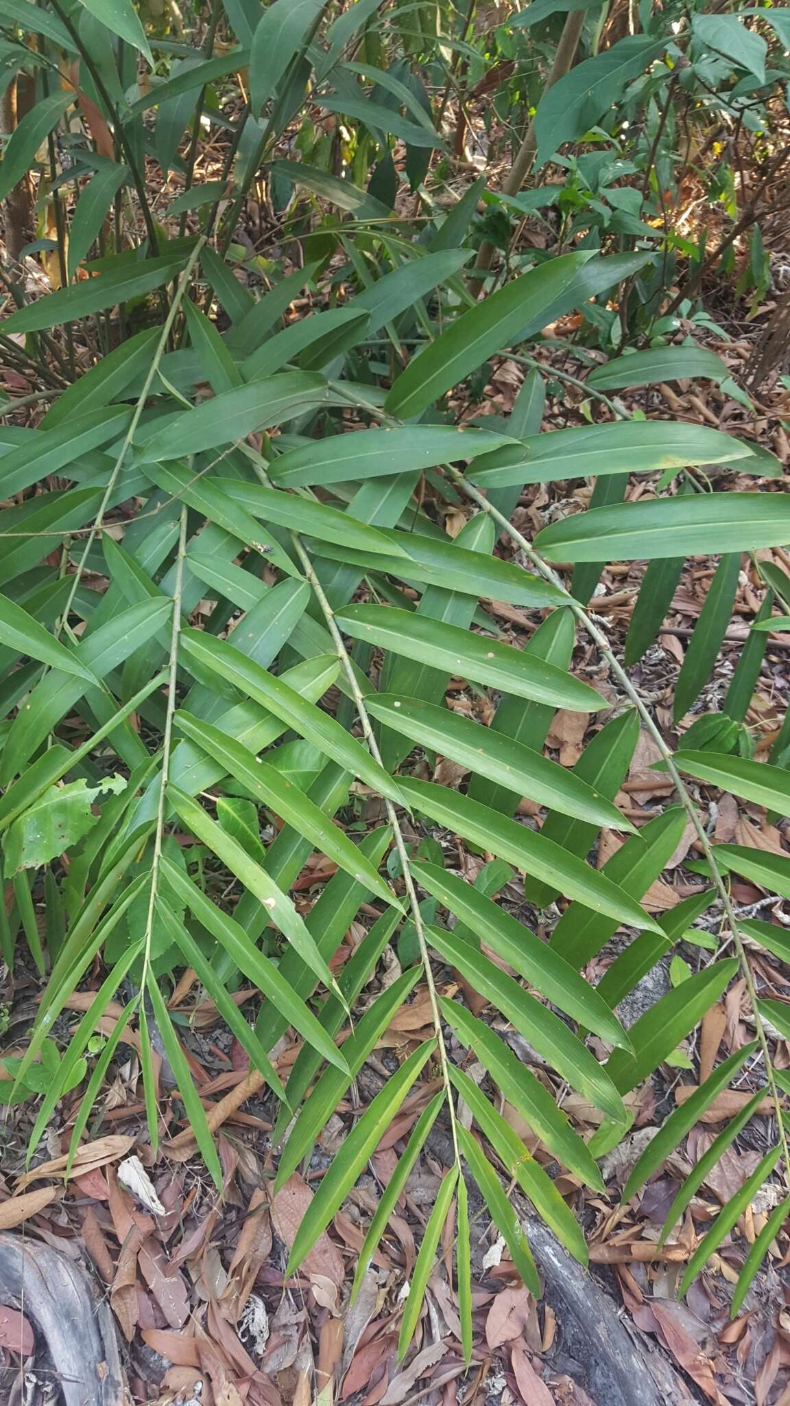 Image of Alpinia oxymitra K. Schum.