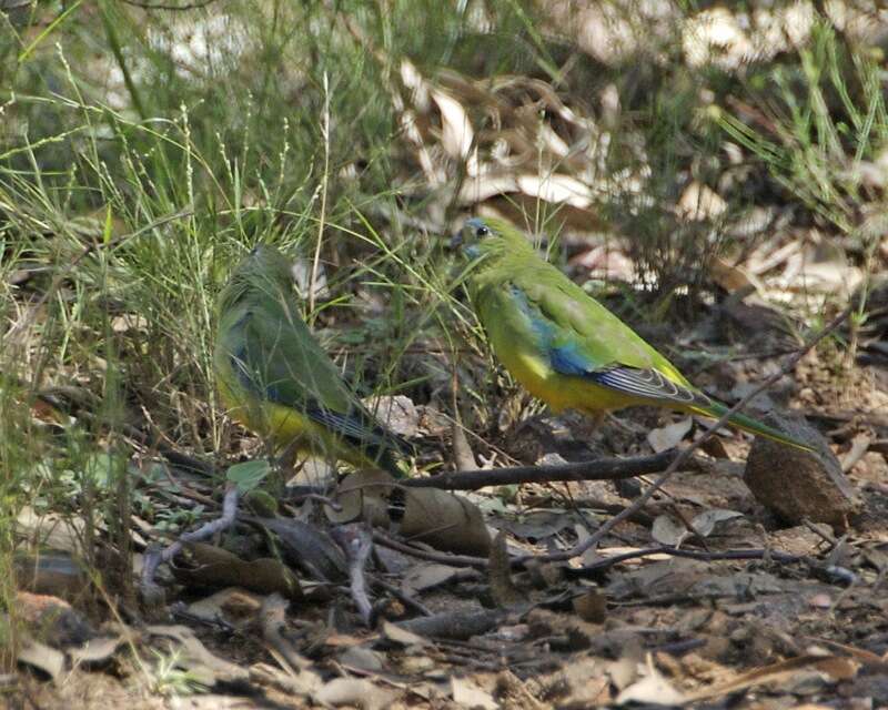 Image of Turquoise Parrot