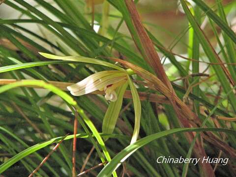 Image of Cymbidium formosanum Hayata