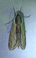 Image of Laurel sphinx