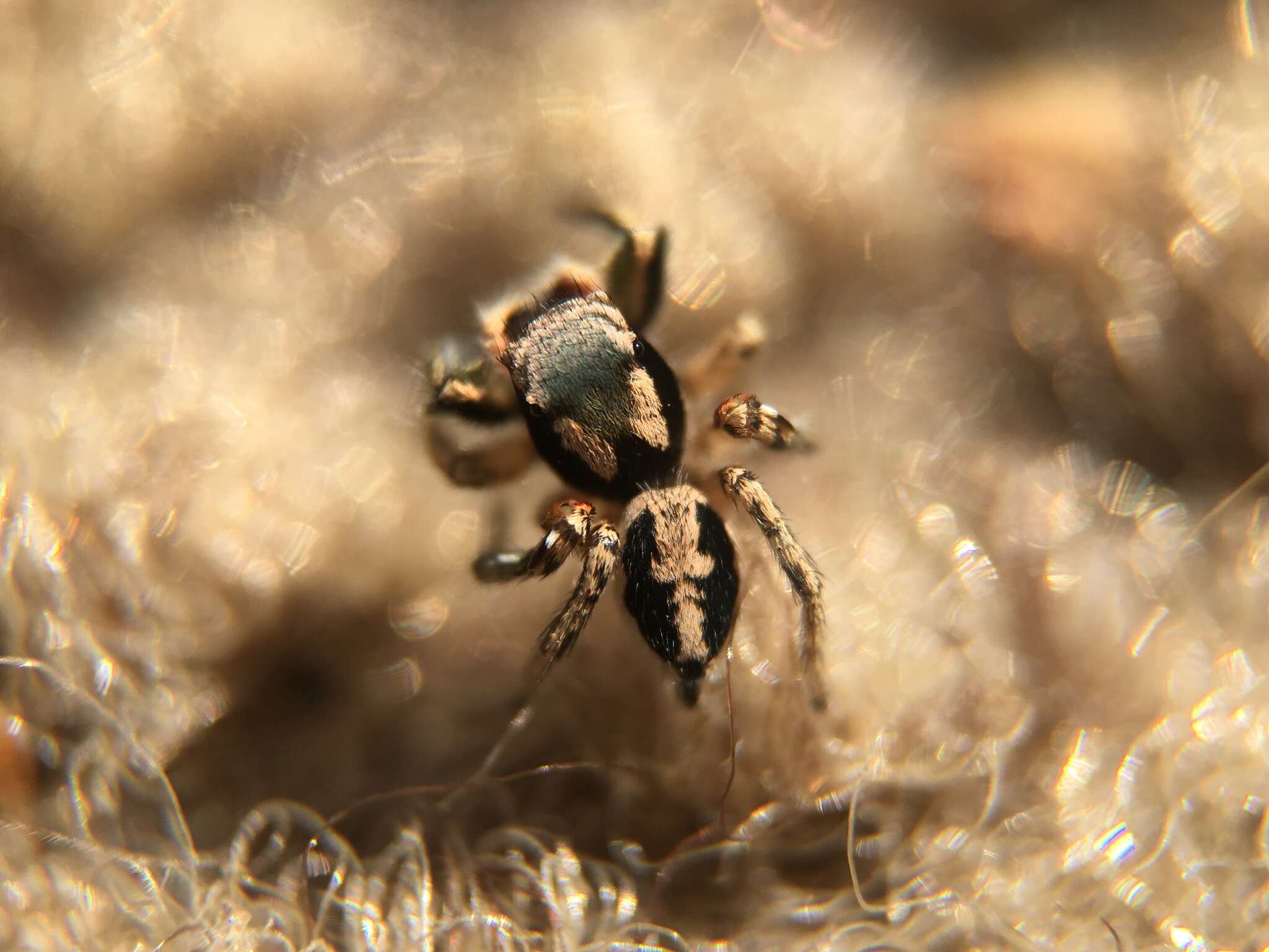 Image of Habronattus pyrrithrix (Chamberlin 1924)