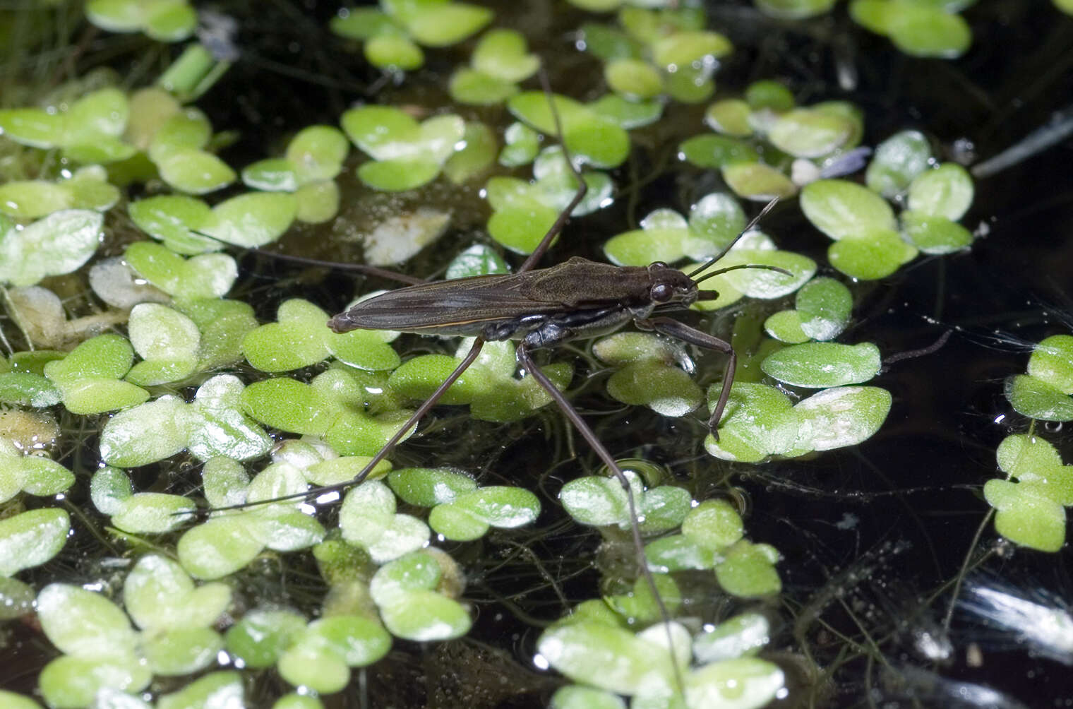 Image of Pond Skate