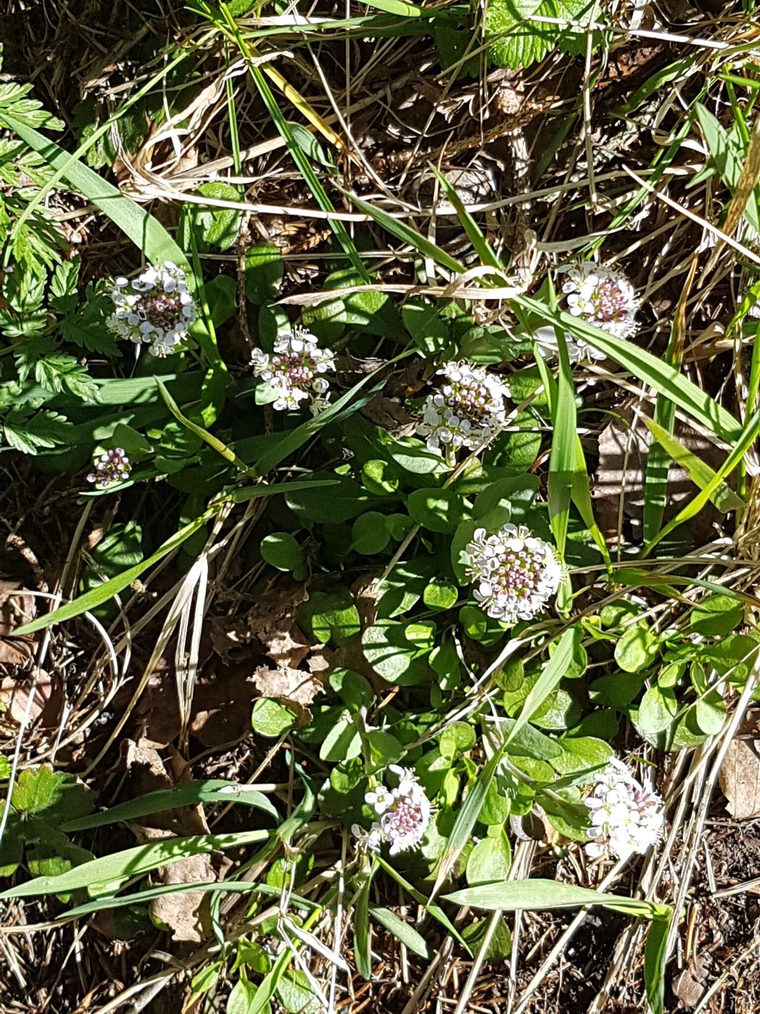 Image of Alpine Pennycress