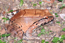 Image of Slender-fingered Bladder Frog