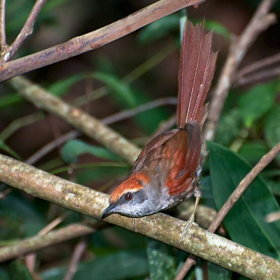 Image of Spinetails