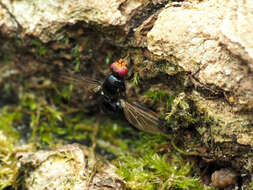 Image of Pseudoseioptera albipes (Cresson 1919)