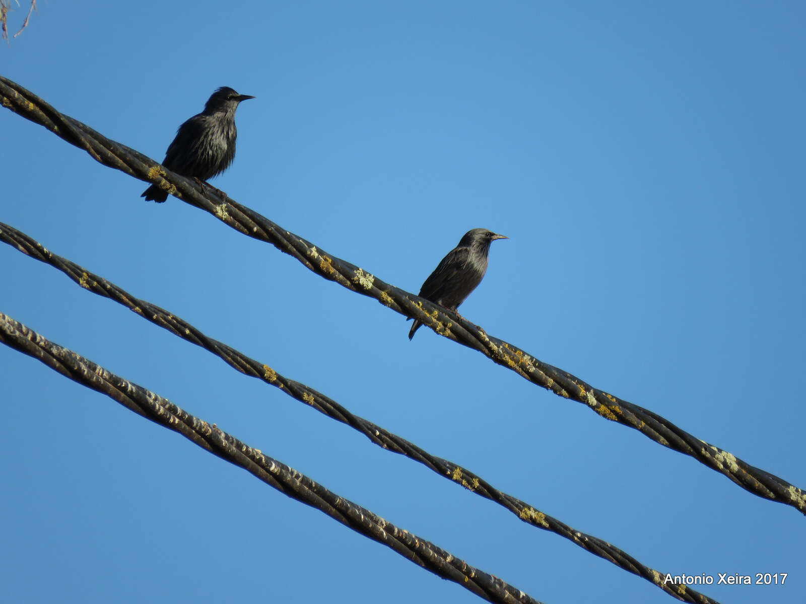 Image of Spotless Starling