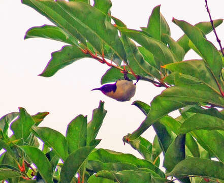 Image of Orange-breasted Myzomela