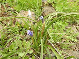 Image of Barbary Nut Iris