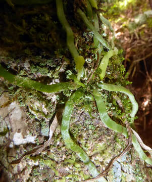 Image of Taeniophyllum fasciola (G. Forst.) Seem.