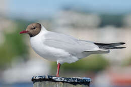 Image of Black-headed Gull