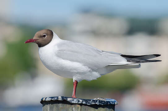 Image of Black-headed Gull