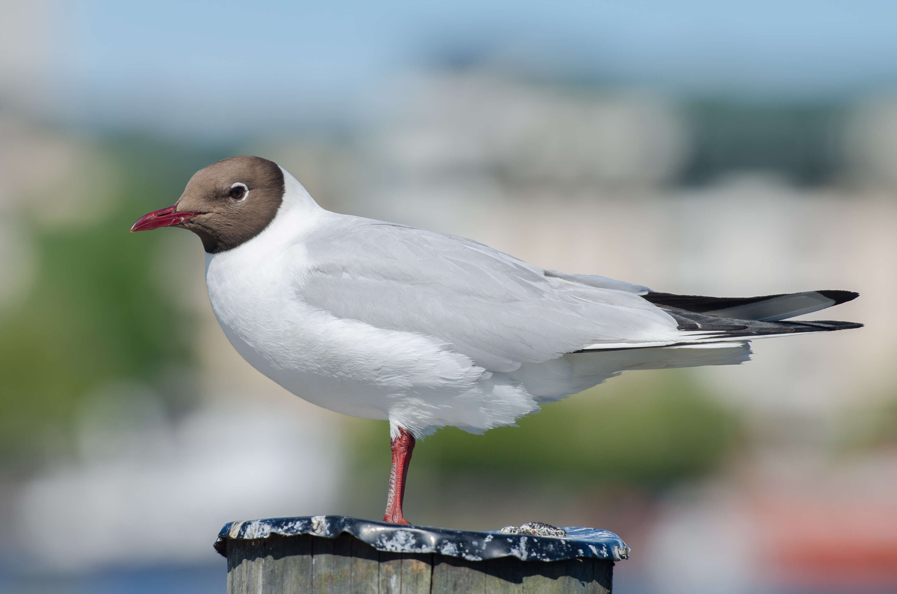 Image of Black-headed Gull