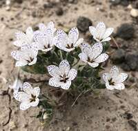 Image of Great Basin langloisia