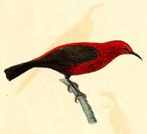 Image of Myzomela Vigors & Horsfield 1827