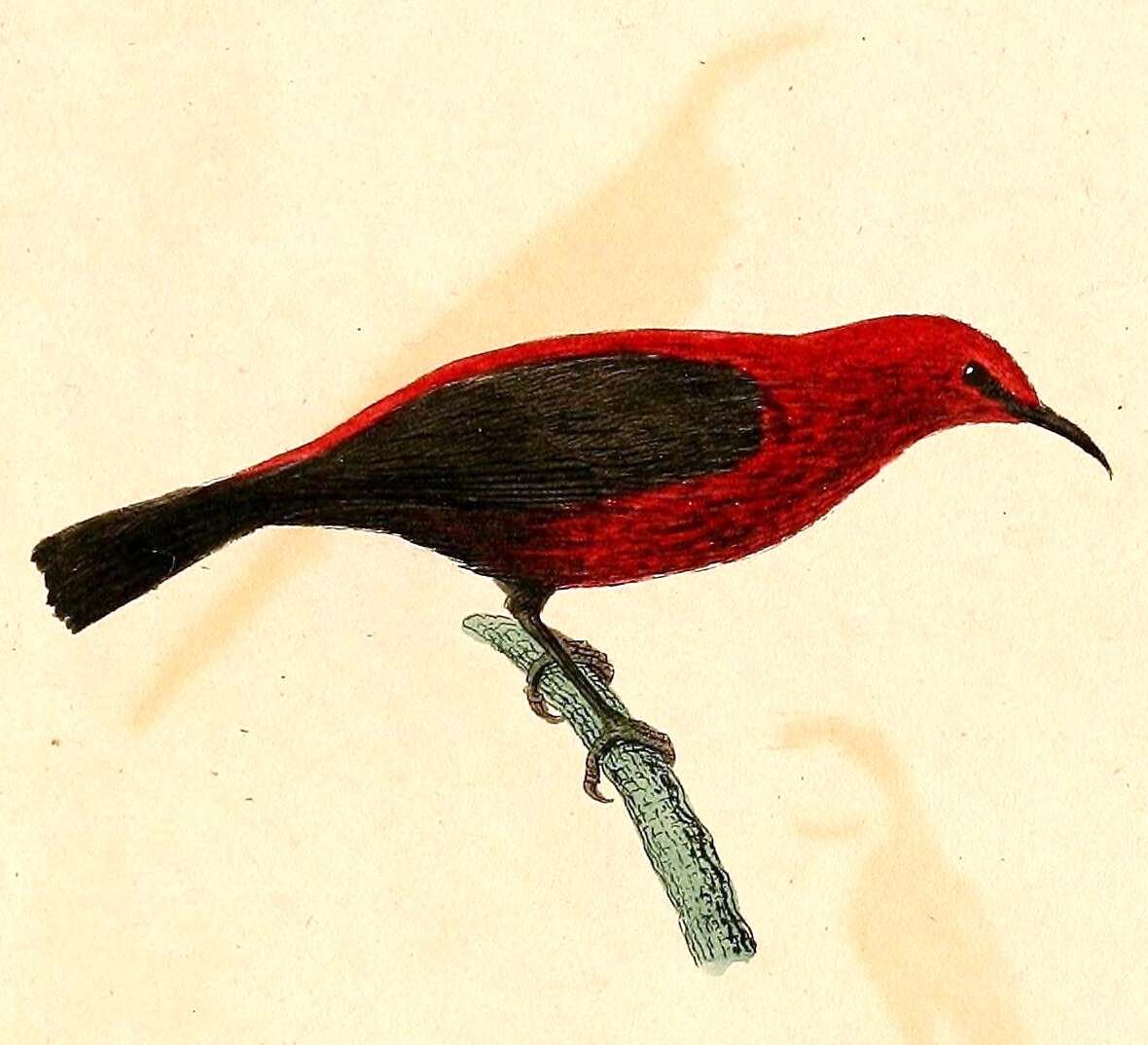 Image of Myzomela Vigors & Horsfield 1827