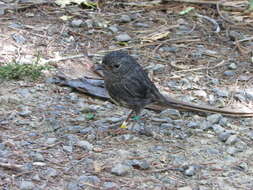 Image of North Island Robin