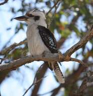 Image of Kookaburra