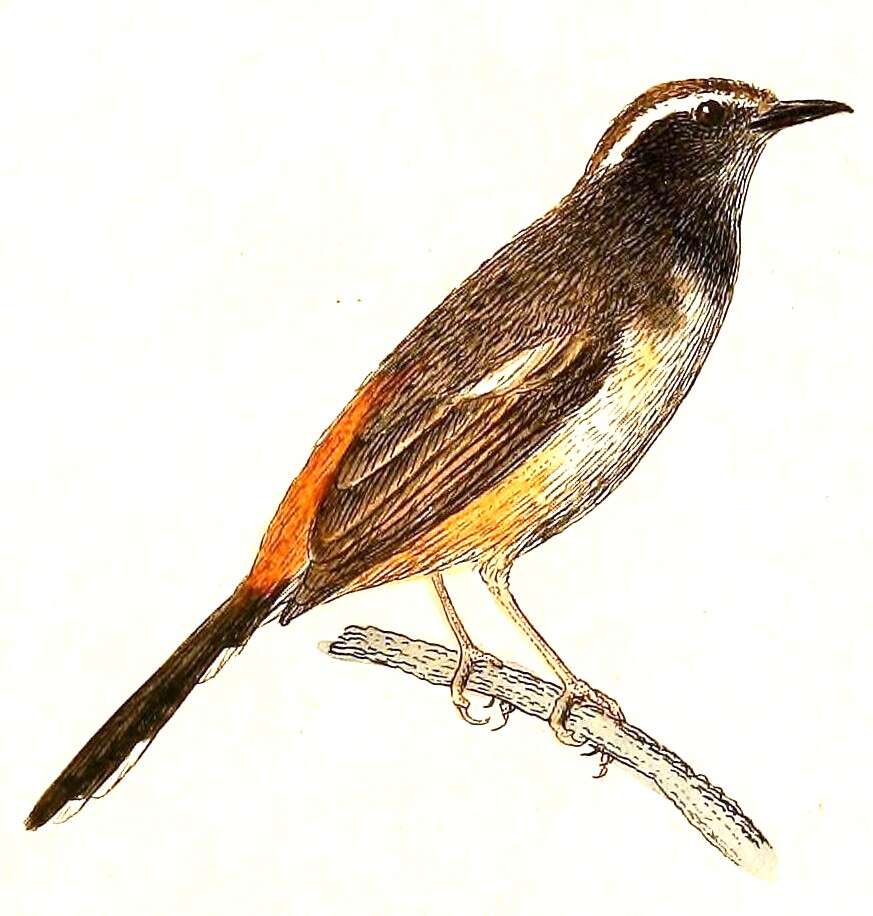 Image of White-browed Shama