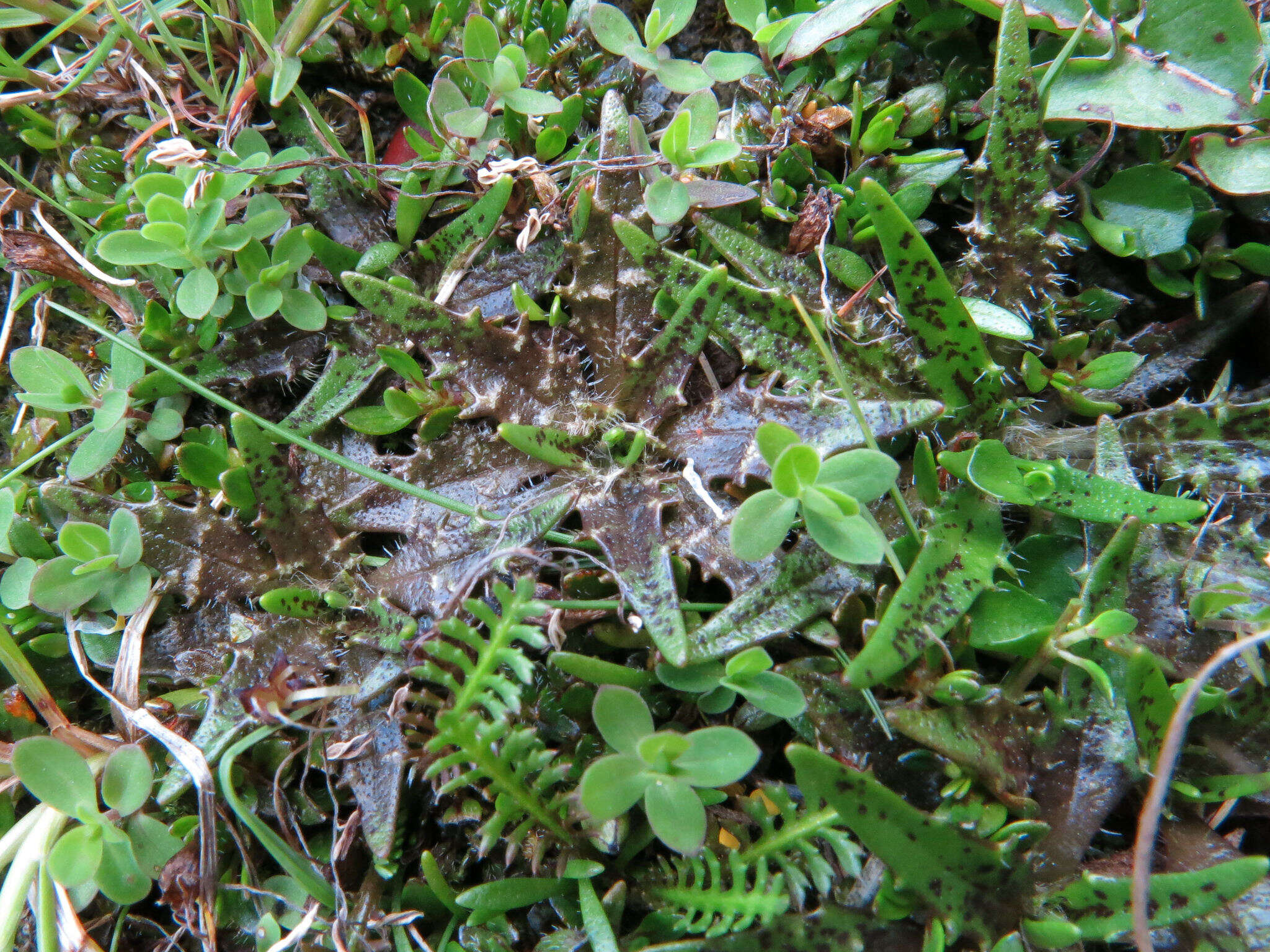 Image of Plantago triandra Bergg.