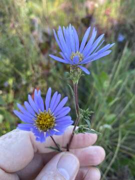 Image of Southern Swamp Grass-Leaf-Aster