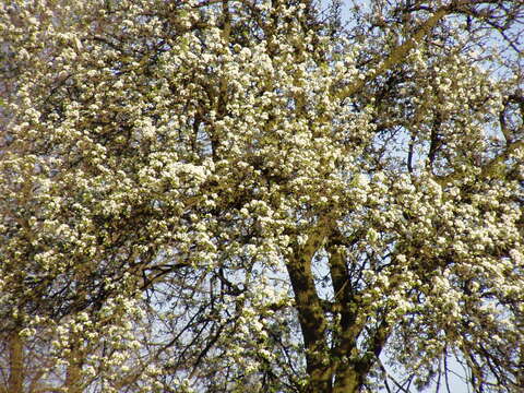 Image of Wild Pear