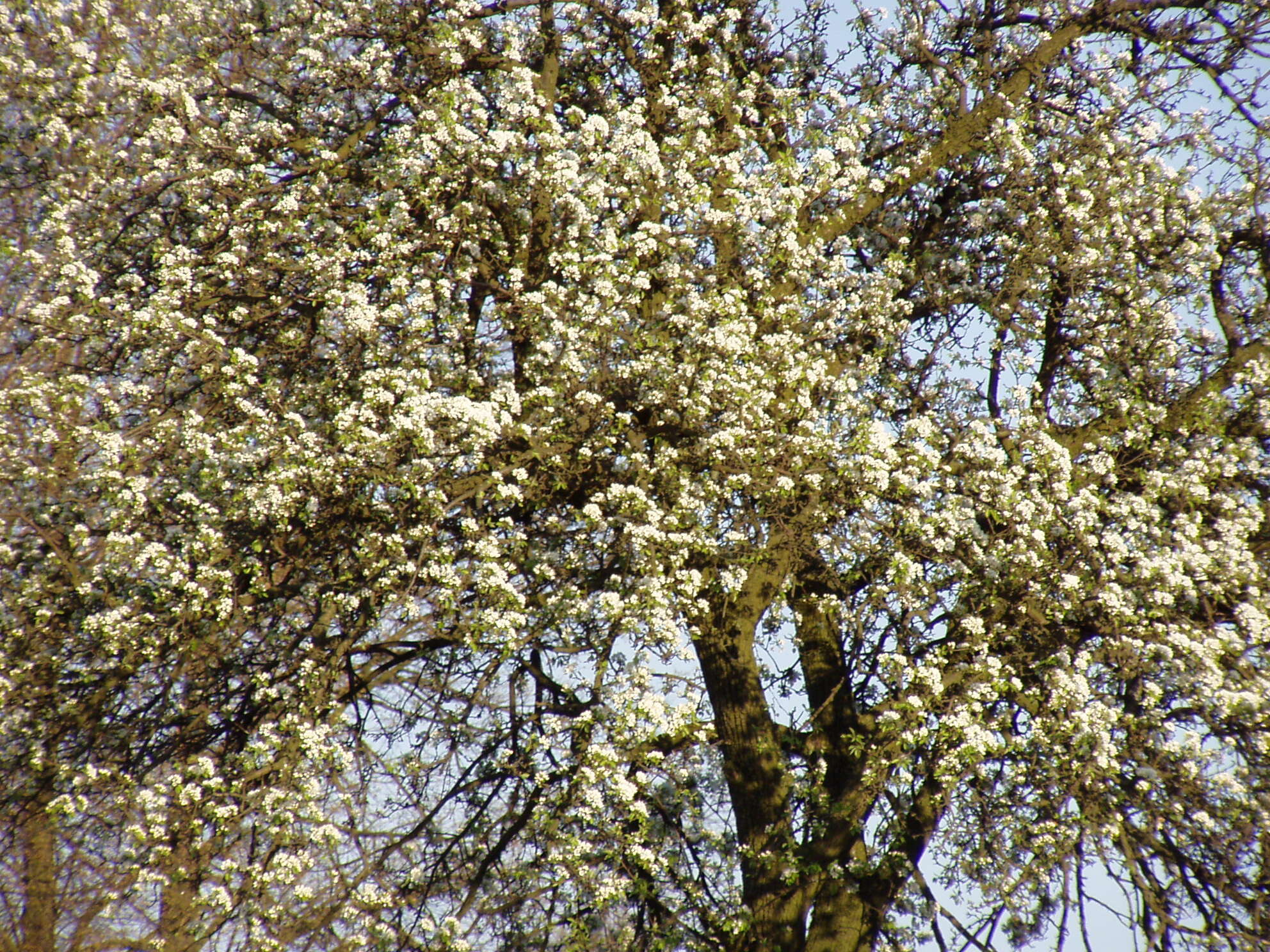 Plancia ëd Pyrus communis subsp. pyraster (L.) Ehrh.