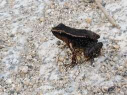 Image of Santa Marta poison arrow frog
