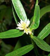 Image of alligator weed