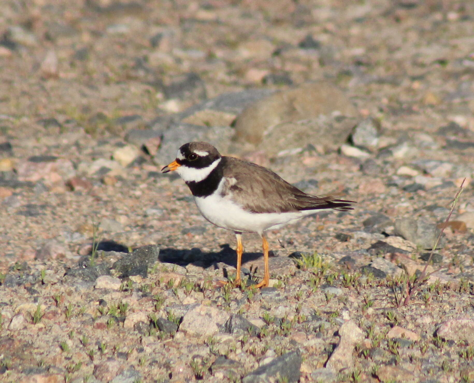 Image of ringed plover, common ringed plover